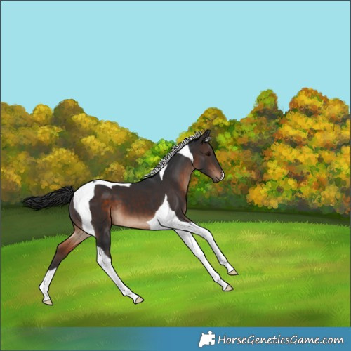 Horse Color:Brown Tobiano 
