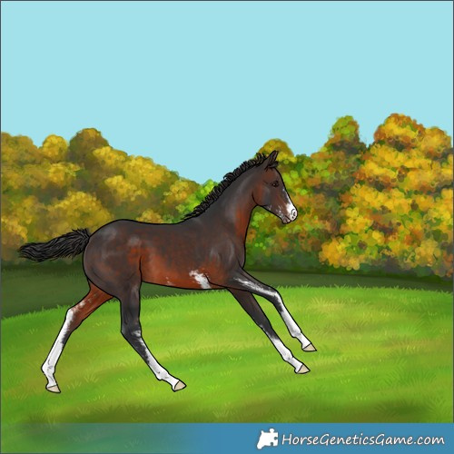 Horse Color:Brown Sabino Varnish 