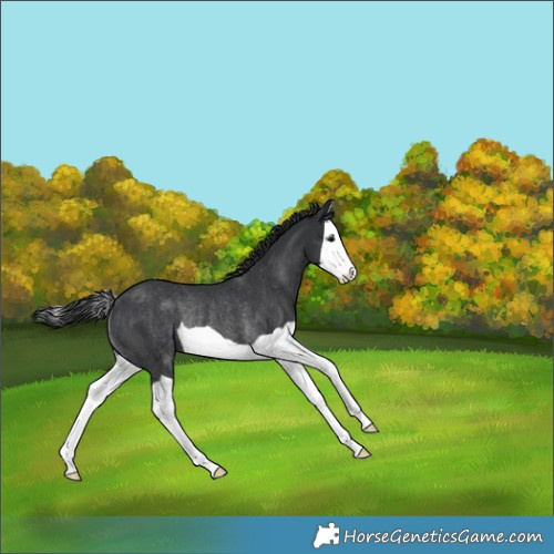 Horse Color:Black Splash Rabicano 