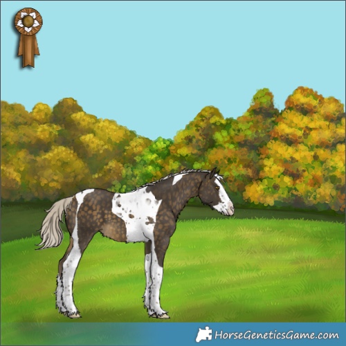 Horse Color:Silver Buckskin Splash Tobiano Appaloosa 