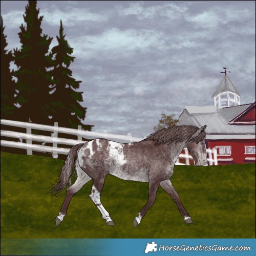 Horse Color:Chocolate Brown Chinchilla Tobiano Skewed Appaloosa 