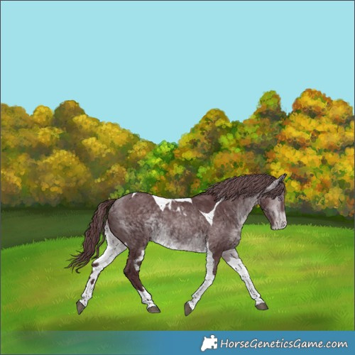Horse Color:Chocolate Bay Chinchilla Tobiano Skewed Appaloosa 