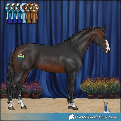 Horse Color:Brown