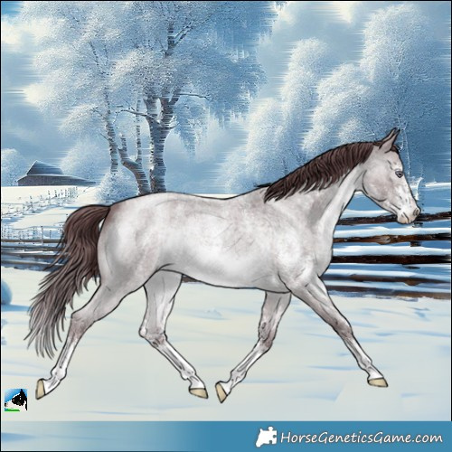 Horse Color:Chocolate Brown Chinchilla Roan Sabino