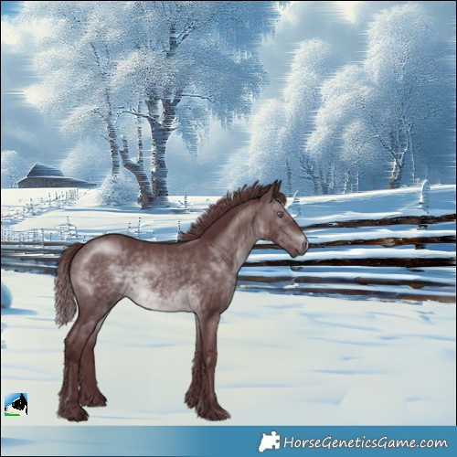 Horse Color:Chocolate Brown Chinchilla Rabicano 