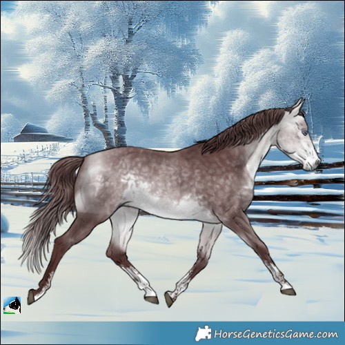 Horse Color:Chocolate Buckskin Chinchilla Sabino Rabicano