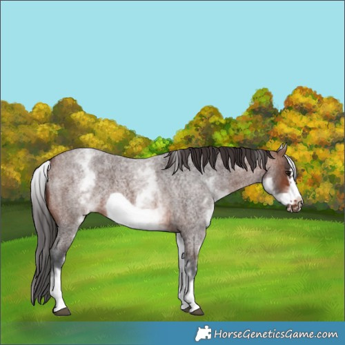 Horse Color:White Spotted Brown Roan Frame