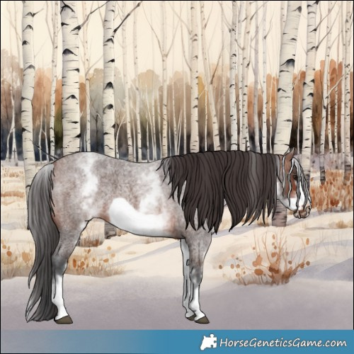 Horse Color:White Spotted Brown Roan Frame 