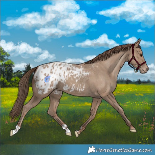 Horse Color:Classic Champagne Blanket 