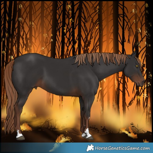 Horse Color:Liver Chestnut 