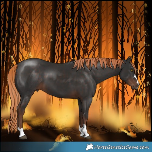 Horse Color:Liver Chestnut 