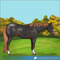 Horse Color:Liver Chestnut 