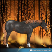 Horse Color:Liver Chestnut