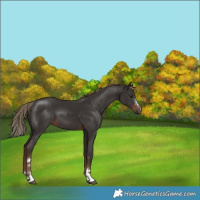 Horse Color:Liver Chestnut 