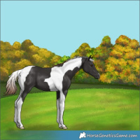 Horse Color:Liver Chestnut Tobiano 