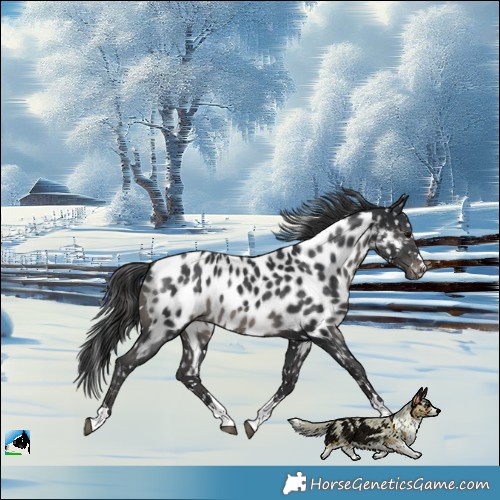 Horse Color:Black Mushroom Near Leopard