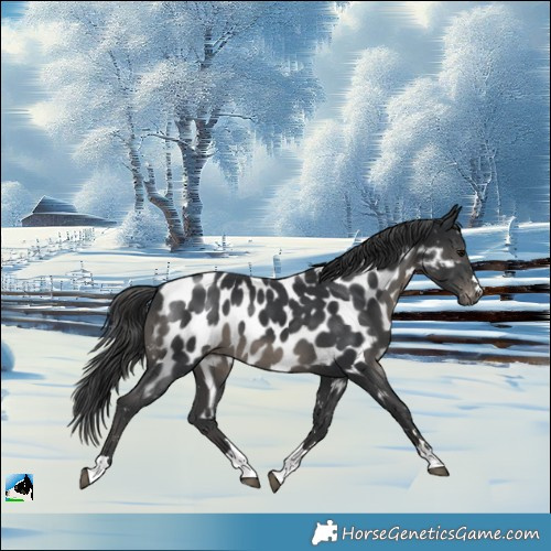 Horse Color:Black Mushroom Appaloosa 