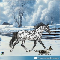 Horse Color:Black Mushroom Near Leopard 