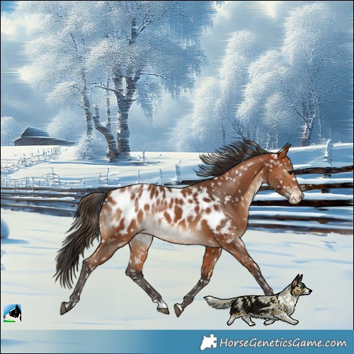 Horse Color:Bay Blanket
