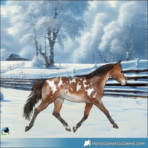 Horse Color:Bay Appaloosa