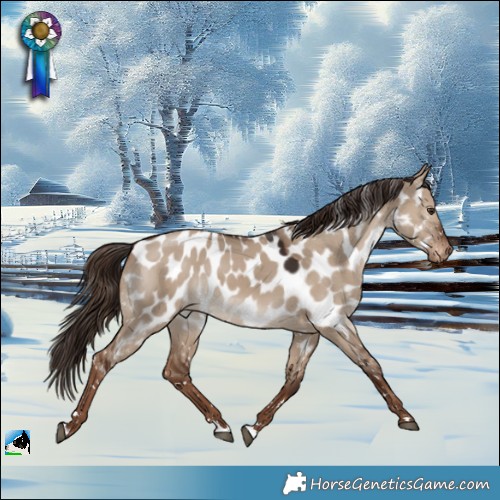 Horse Color:Liver Red Dun Appaloosa