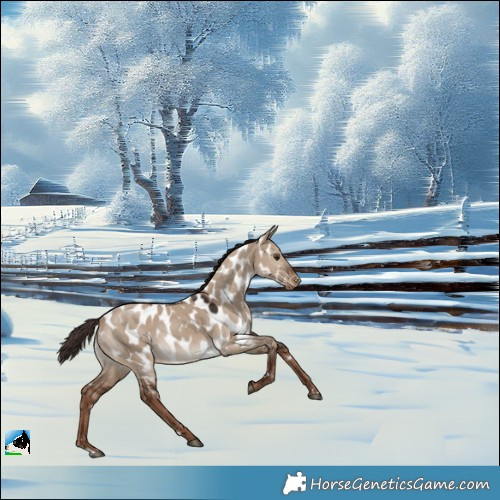 Horse Color:Liver Red Dun Appaloosa 