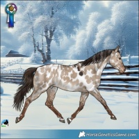 Horse Color:Liver Red Dun Appaloosa 