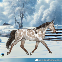 Horse Color:Liver Red Dun Appaloosa 