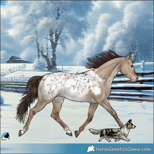 Horse Color:Liver Red Dun Blanket 