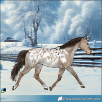 Horse Color:Liver Red Dun Appaloosa 