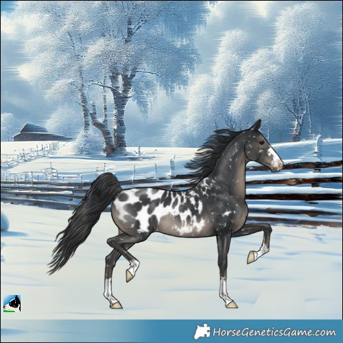 Horse Color:Black Appaloosa Rabicano