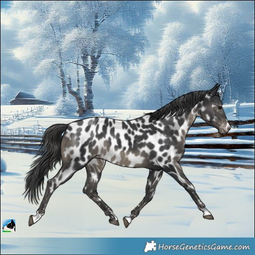 Horse Color:Black Appaloosa 