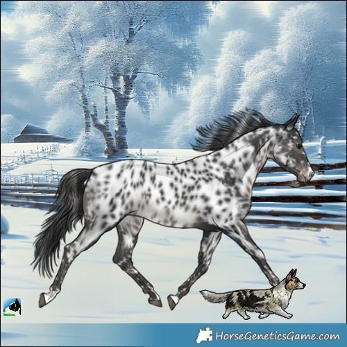 Horse Color:Black Near Leopard 