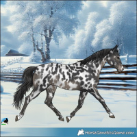 Horse Color:Black Appaloosa