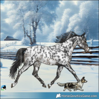 Horse Color:Black Near Leopard 