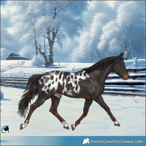 Horse Color:Liver Chestnut Appaloosa