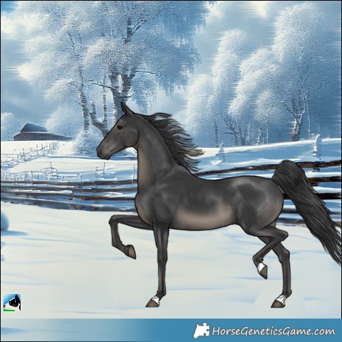 Horse Color:Black 
