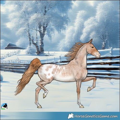 Horse Color:Red Roan Appaloosa 