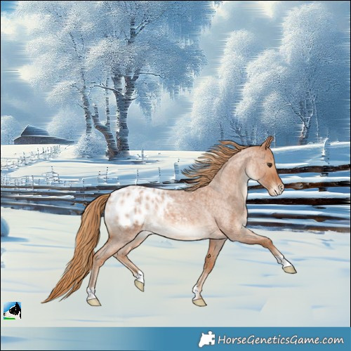 Horse Color:Red Roan Blanket