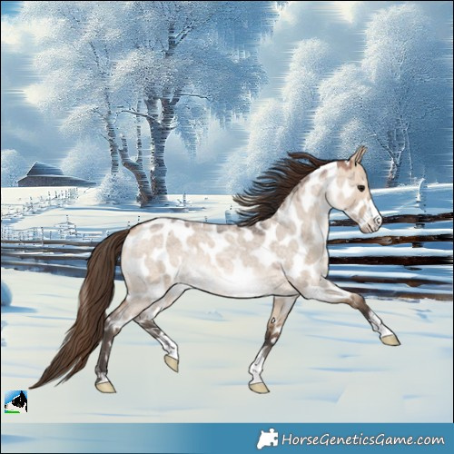Horse Color:Bay Roan Dun Near Leopard