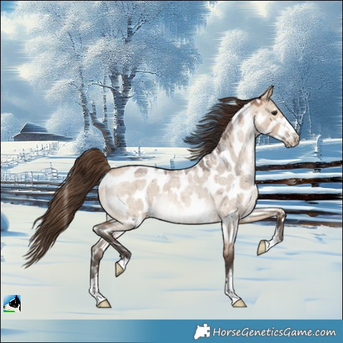 Horse Color:Bay Roan Dun Appaloosa 