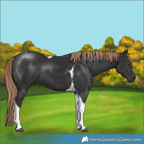 Horse Color:Liver Chestnut Tobiano 