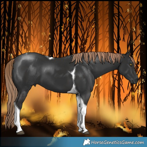 Horse Color:Liver Chestnut Tobiano 