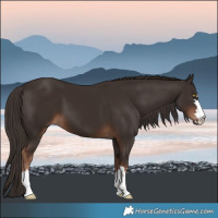 Horse Color:Liver Chestnut 