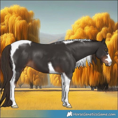 Horse Color:Liver Chestnut Tobiano 