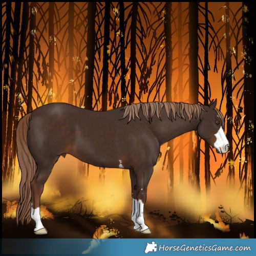 Horse Color:Liver Chestnut