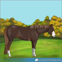 Horse Color:Liver Chestnut 