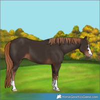 Horse Color:Liver Chestnut