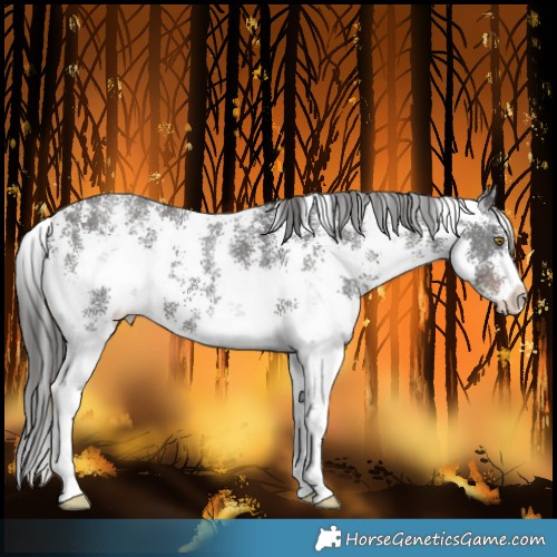 Horse Color:Liver Chestnut Sabino