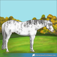 Horse Color:Liver Chestnut Sabino